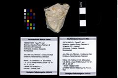 Foto (Objekt + Etikett) von Bullariscus triquetrus (Robins, Feldmann & Schweitzer, 2013)  (NHMW-GEO-1990-0041-2787)